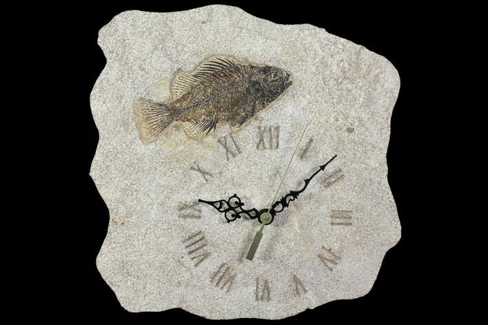 Tall Clock With Cockerellites Fish Fossil - Wyoming #114322